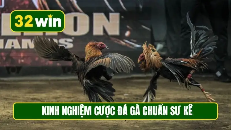 Kinh nghiệm cược đá gà chuẩn sư kê